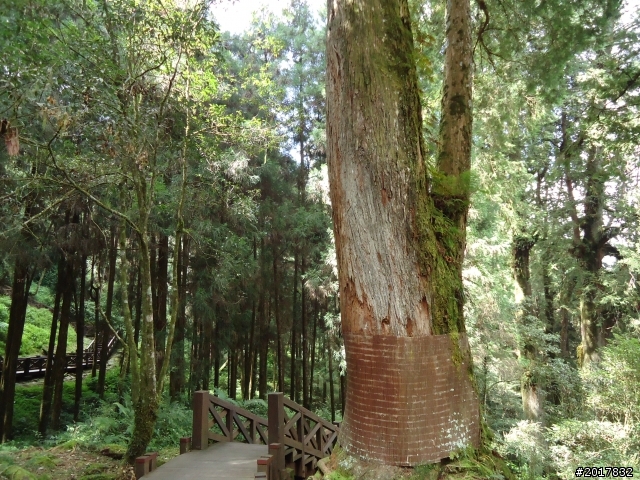 10/23-10/24阿里山之戀(龍銀山步道-祝山日出-對高岳步道)