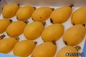 我也被小學作業打敗了之棗子篇.....