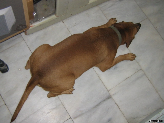 田鼠獵犬送養,靈巧親人又顧家