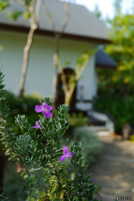 Panasonic G3 的最終章 - 薰衣草森林明德店