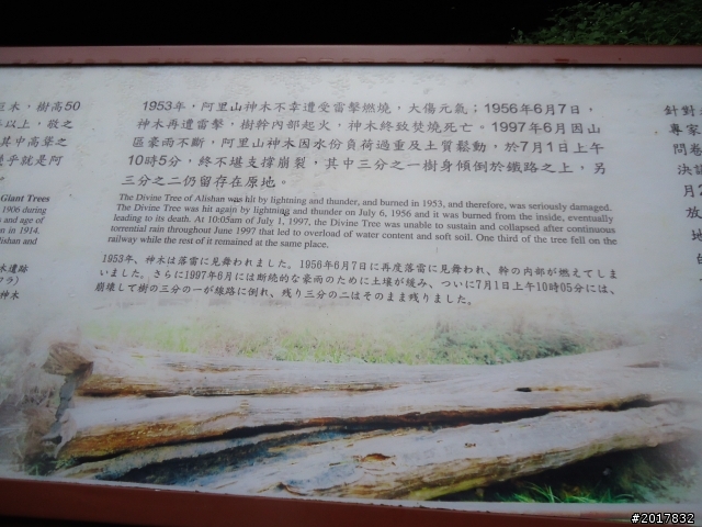 10/23-10/24阿里山之戀(龍銀山步道-祝山日出-對高岳步道)