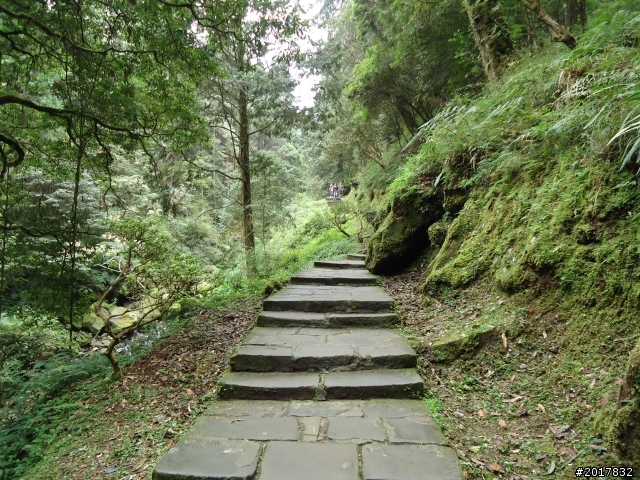10/23-10/24阿里山之戀(龍銀山步道-祝山日出-對高岳步道)