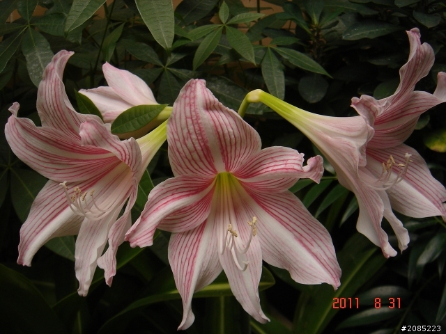 什麼花?