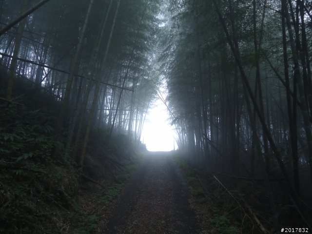 10/23-10/24阿里山之戀(龍銀山步道-祝山日出-對高岳步道)