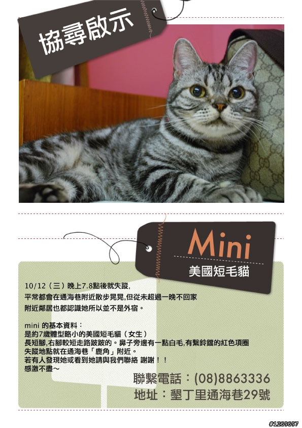 「求助」 「協尋/恆春墾丁」 灰黑色美短母貓