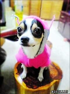 吉娃娃好可愛耶