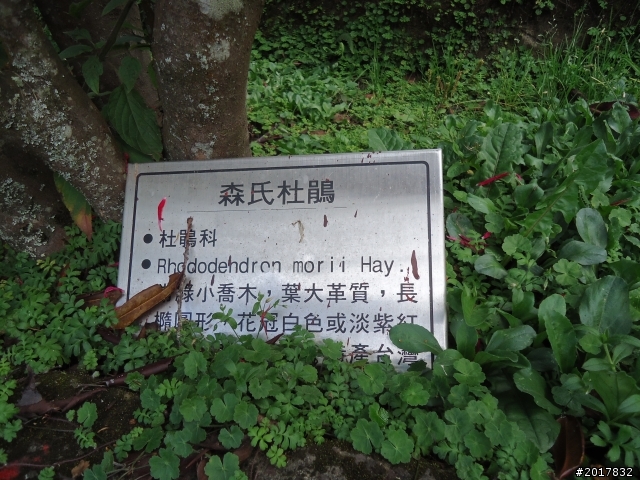 10/23-10/24阿里山之戀(龍銀山步道-祝山日出-對高岳步道)
