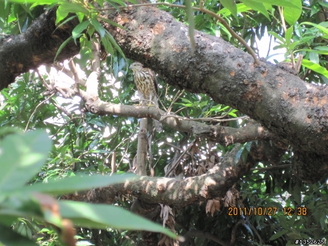 請問這是那種鷹類?候鳥?本土種?