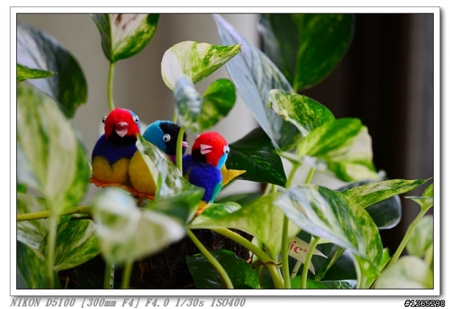 [生態‧分享] D5100+AFS300/4+701HDV+190XPRO
