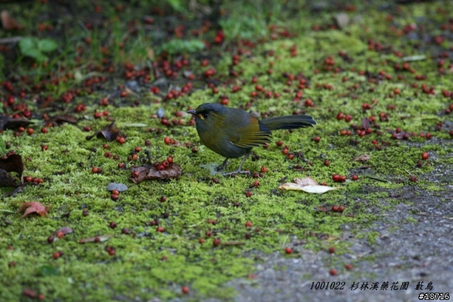 Canon 5d真的不適合打鳥嗎？分享400mm F5.6鏡頭砲衣自製及第一次打鳥