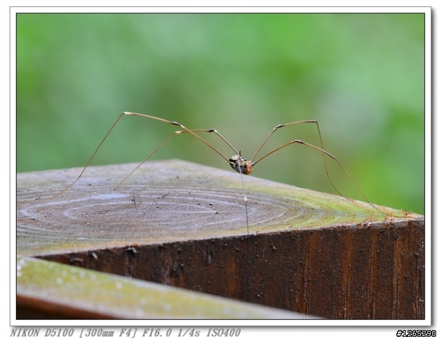 [生態‧分享] D5100+AFS300/4+701HDV+190XPRO