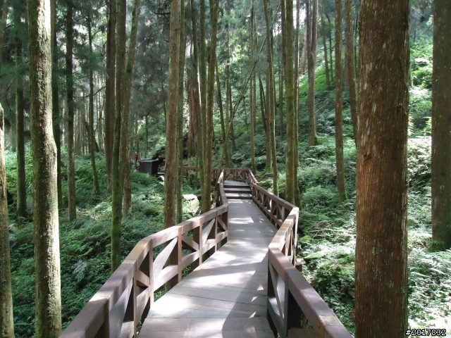 10/23-10/24阿里山之戀(龍銀山步道-祝山日出-對高岳步道)
