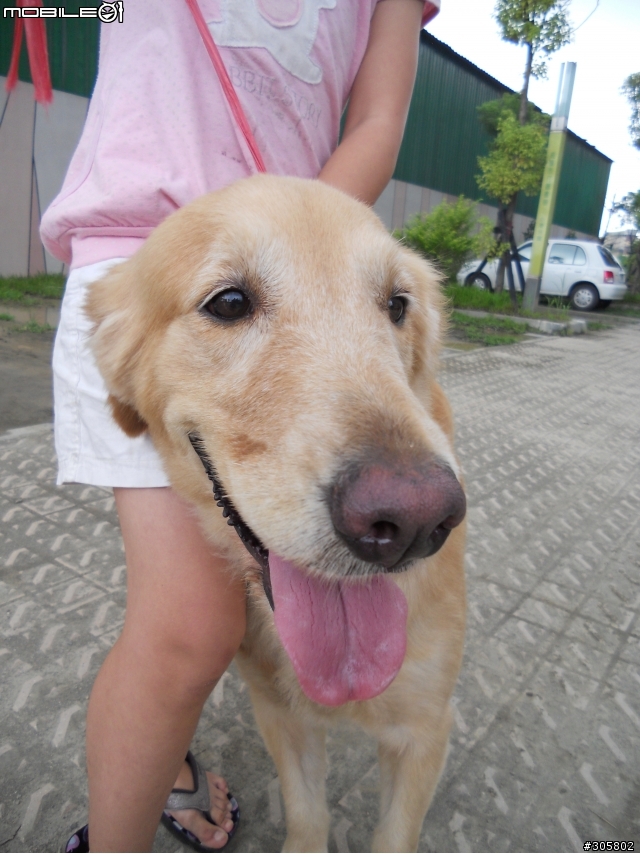 高雄小港圖書館有走失的黃金獵犬