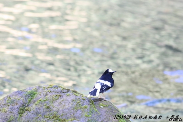 Canon 5d真的不適合打鳥嗎？分享400mm F5.6鏡頭砲衣自製及第一次打鳥