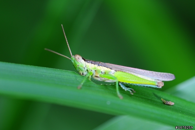 不專業開箱文，新版sigma 150mm F2.8 apo macro ex dg os 微距鏡+新增試拍照(發文發錯位置，重發一次sorry)