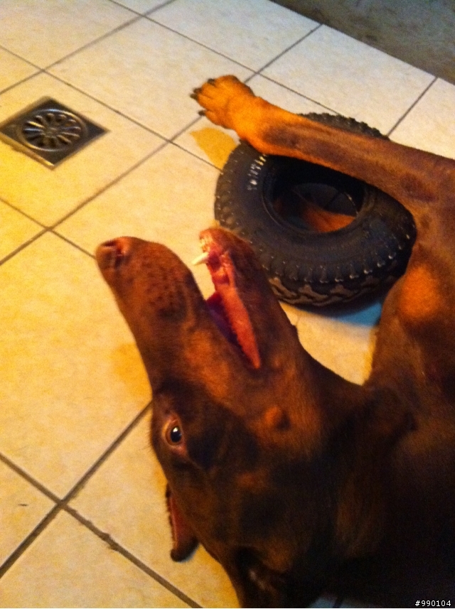 小Nora~現在已經是個大女孩拉~~(圖多)