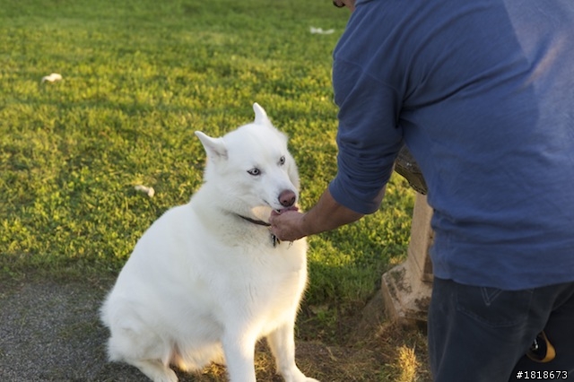 終於收到 Leica AG M9-P 跟 Leica Summicron-M 1:2/35mm ASPH. 開箱文
