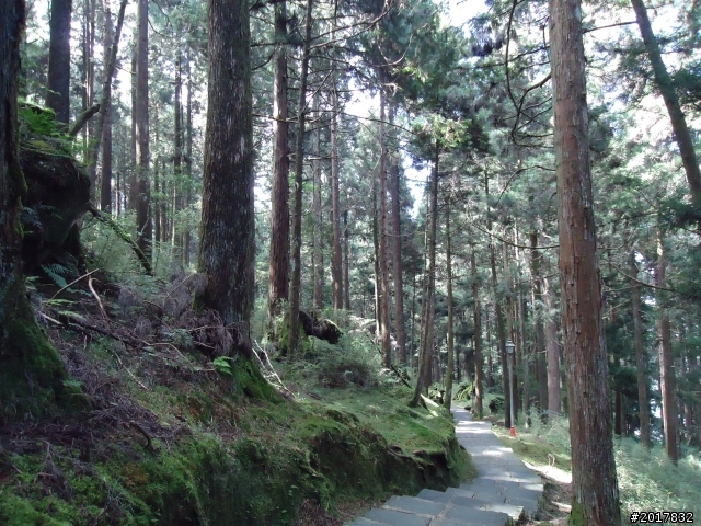 10/23-10/24阿里山之戀(龍銀山步道-祝山日出-對高岳步道)