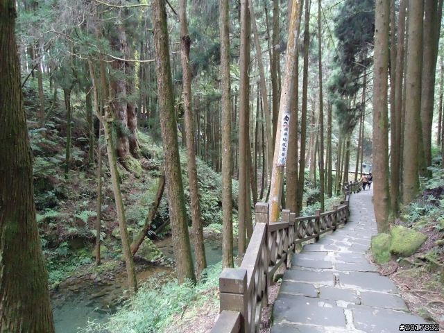 10/23-10/24阿里山之戀(龍銀山步道-祝山日出-對高岳步道)