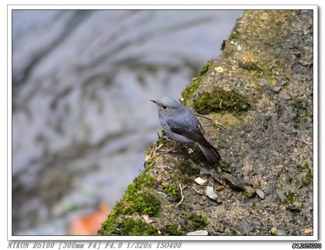 [生態‧分享] D5100+AFS300/4+701HDV+190XPRO