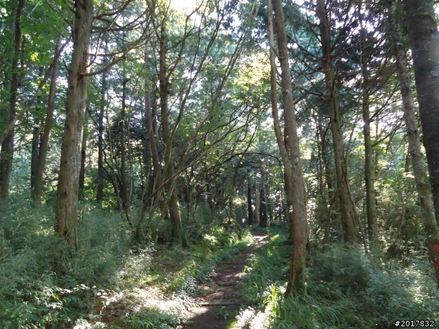 10/23-10/24阿里山之戀(龍銀山步道-祝山日出-對高岳步道)
