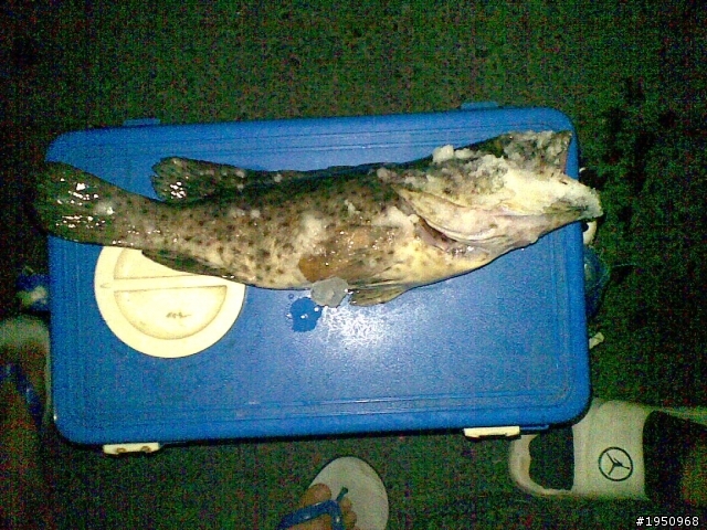 (好久沒發文+近兩個月漁獲XDDDD)南寮漁港總算對我開恩