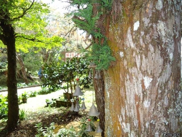 10/23-10/24阿里山之戀(龍銀山步道-祝山日出-對高岳步道)