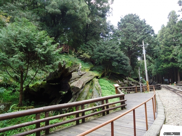 10/23-10/24阿里山之戀(龍銀山步道-祝山日出-對高岳步道)