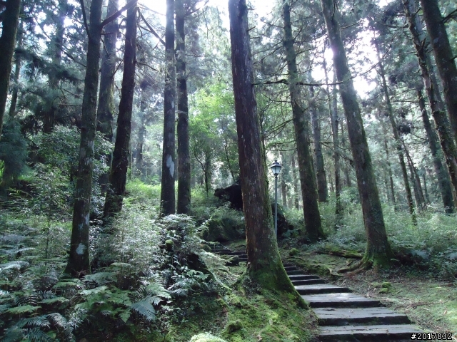10/23-10/24阿里山之戀(龍銀山步道-祝山日出-對高岳步道)