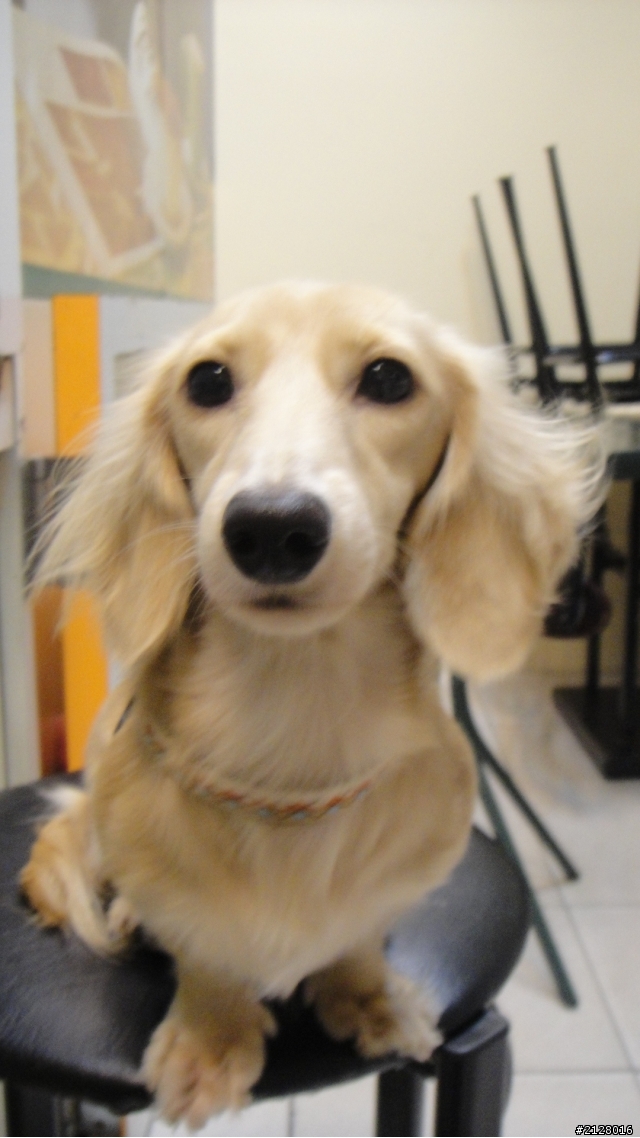 協尋愛犬-奶油色長毛臘腸犬(板橋地區遺失)-------11/5晚上已尋獲謝謝大家的幫忙
