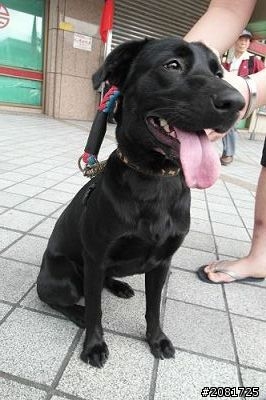 台北 黑色女生米克斯需要您的認養以及呵護~
