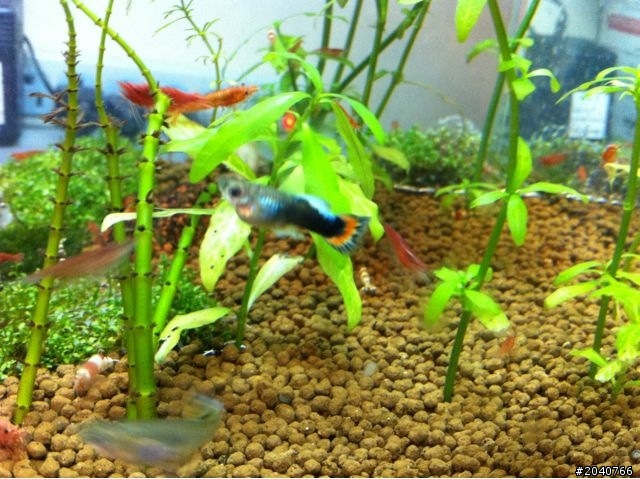 孔雀幼魚大肚子？