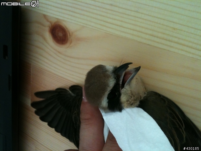請問一下這是什麼品種的鳥?  應該是幼鳥?