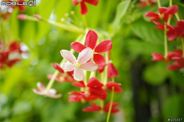 [開箱] NEX專用微距鏡30mm/F3.5 簡單開箱(已增加試拍)
