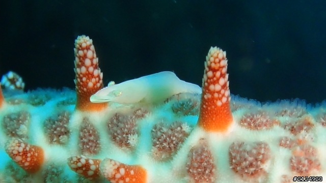 SONY  TX-10  下海實拍!!