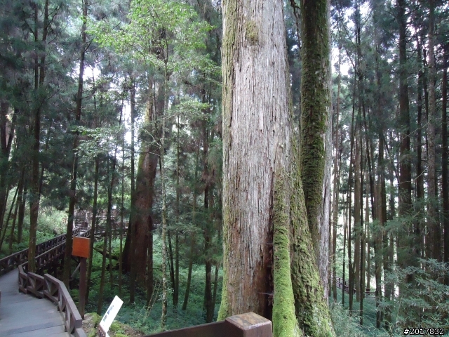10/23-10/24阿里山之戀(龍銀山步道-祝山日出-對高岳步道)