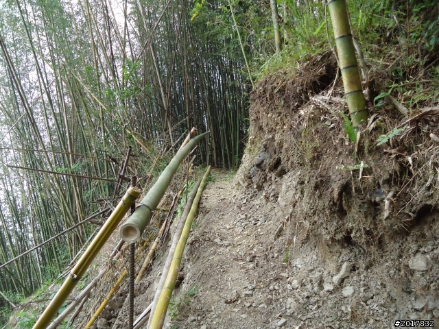 10/23-10/24阿里山之戀(龍銀山步道-祝山日出-對高岳步道)