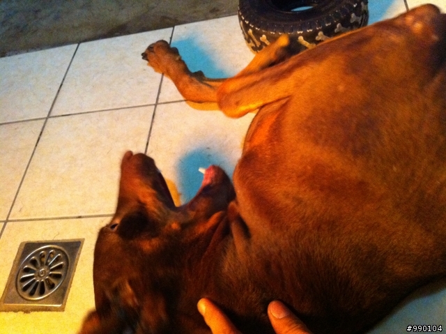 小Nora~現在已經是個大女孩拉~~(圖多)