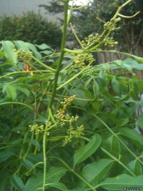 請問這是什麼樹