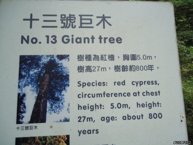 10/23-10/24阿里山之戀(龍銀山步道-祝山日出-對高岳步道)