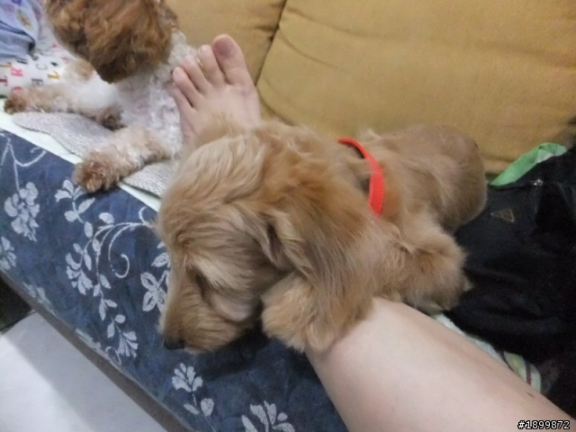 10/29增加新照片(新北汐止) 四個月大混貴賓妹尋找疼愛包容的家