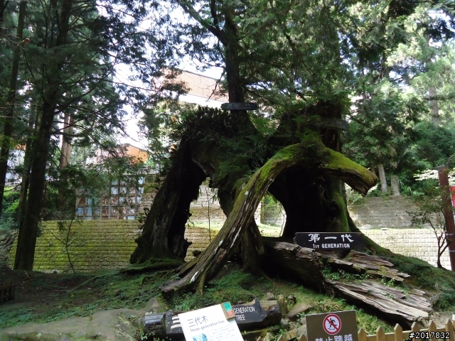 10/23-10/24阿里山之戀(龍銀山步道-祝山日出-對高岳步道)
