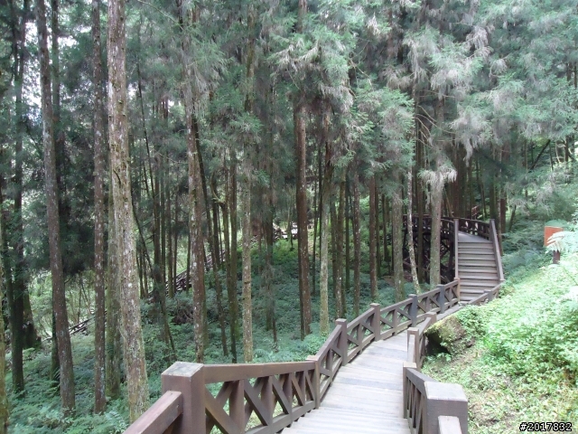 10/23-10/24阿里山之戀(龍銀山步道-祝山日出-對高岳步道)