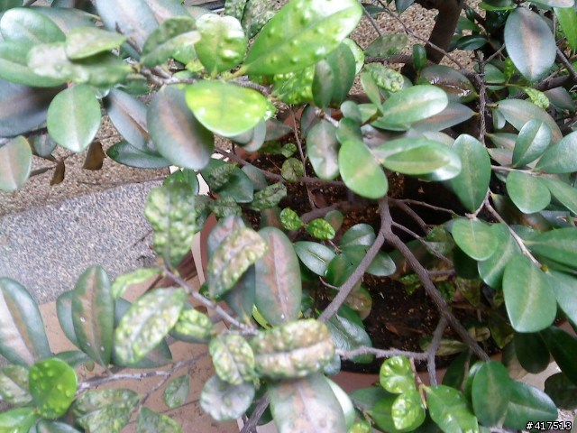 植物生病了...ˊˋ