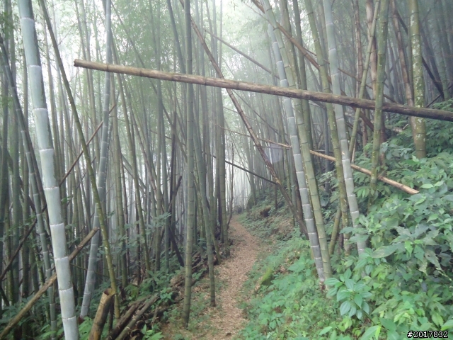 10/23-10/24阿里山之戀(龍銀山步道-祝山日出-對高岳步道)