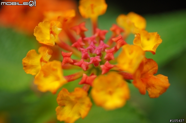 [開箱] NEX專用微距鏡30mm/F3.5 簡單開箱(已增加試拍)