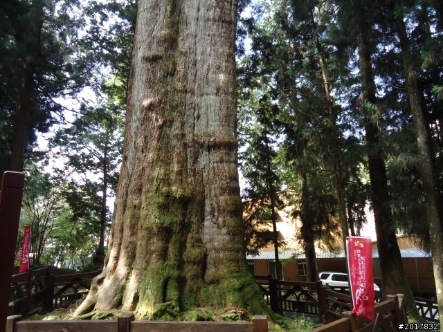 10/23-10/24阿里山之戀(龍銀山步道-祝山日出-對高岳步道)