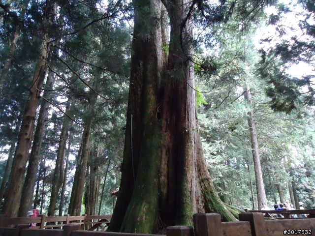 10/23-10/24阿里山之戀(龍銀山步道-祝山日出-對高岳步道)