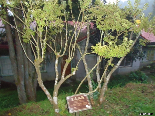 10/23-10/24阿里山之戀(龍銀山步道-祝山日出-對高岳步道)