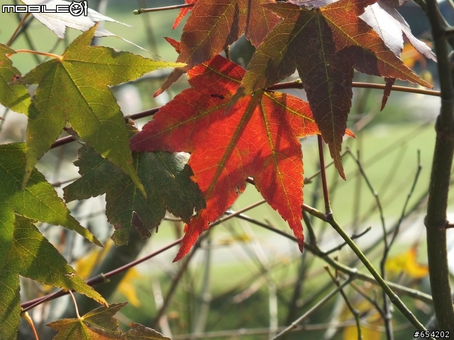 南投清境農場及合歡山武嶺一起來蓋樓吧~~加油加油!!